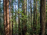 Montgomery Woods 001
